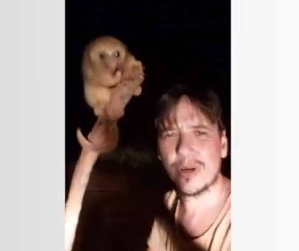 Morador flagra tamanduá raro 'passeando' por estrada